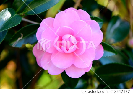 Close-up of pink sasanqua 18542127