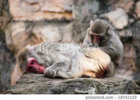 日本獼猴 18542220