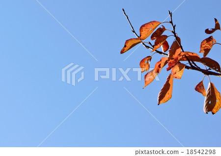 櫻桃葉子秋季葉子和藍天拷貝空間 18542298