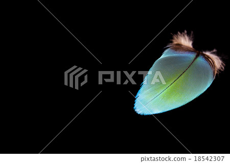 Parrot feather 18542307