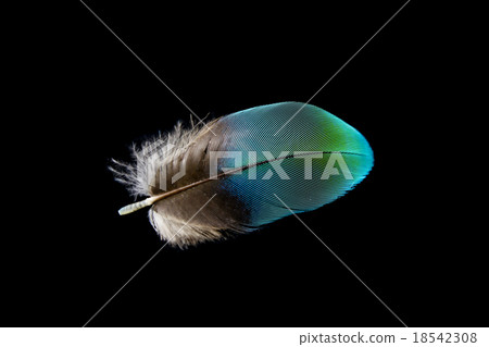 Parrot feather 18542308