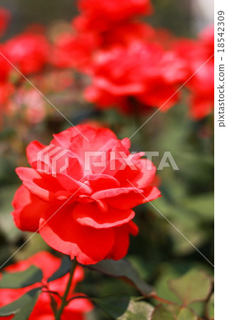 Red Rose 18542309