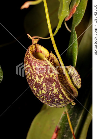 Nepenthes (Tropical pitcher plants, Monkey cups)  18542310