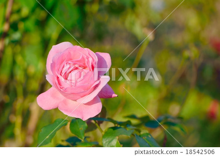 Roses in autumn, "Queen Elizabeth and Copy Space Roses in autumn, "Queen Elizabeth and Copy Space 18542506