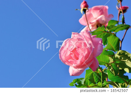 Roses in autumn, "Queen Elizabeth and Copy Space Roses in autumn, "Queen Elizabeth and Copy Space 18542507