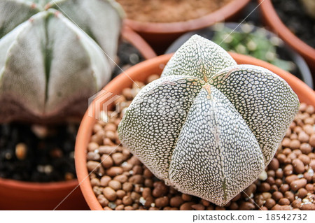Star Cactus (Astrophytum Myriostigma cv. Onzuka) Star Cactus (Astrophytum Myriostigma cv. Onzuka) 18542732