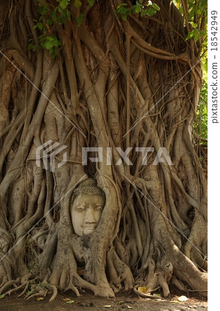 Wat Phra Mahathat（大城府Wat Phra Mahathat的佛頭） 18542949