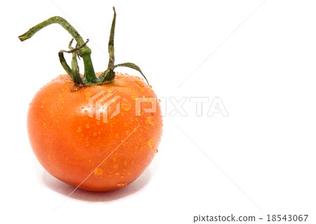Tomato 18543067