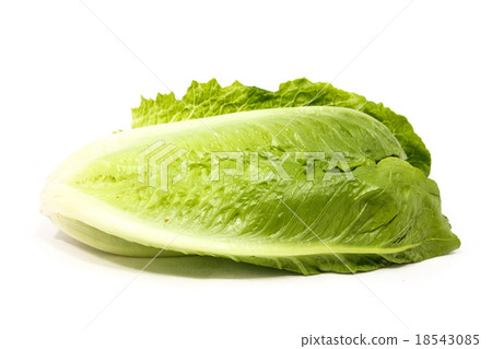 Cos lettuce Cos lettuce 18543085
