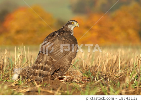 Hawk with hare 18543112
