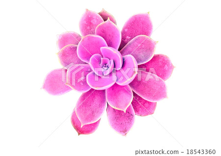 Flowering cactus 18543360