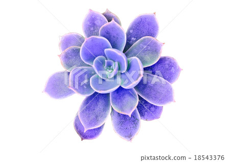 Flowering cactus Flowering cactus 18543376