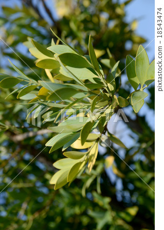Bamboo tree  Bamboo tree 18543474