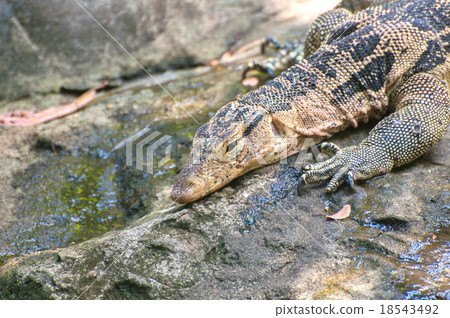 Water monitor Water monitor 18543492