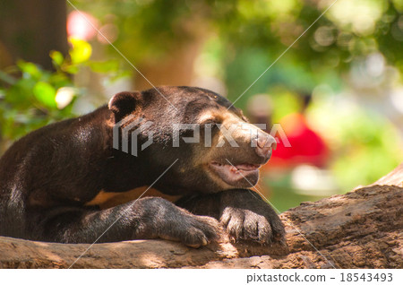 Malayan sun bear Malayan sun bear 18543493