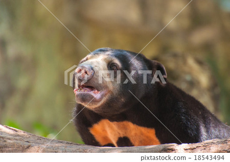 Honey bear Honey bear 18543494