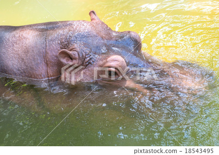 Hippopotamus Hippopotamus 18543495