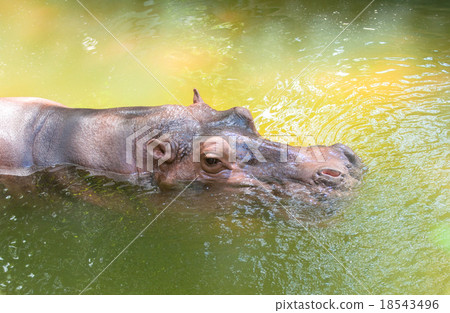 Hippopotamus Hippopotamus 18543496