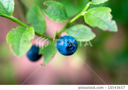 fresh blueberries fresh blueberries 18543637