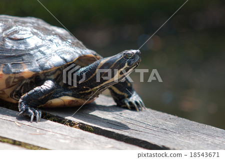 tortoise 18543671