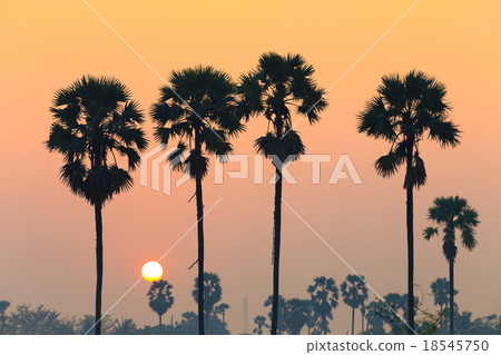 Sugar palm tree landscape Sugar palm tree landscape 18545750