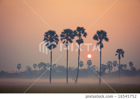 Sugar palm tree landscape Sugar palm tree landscape 18545752