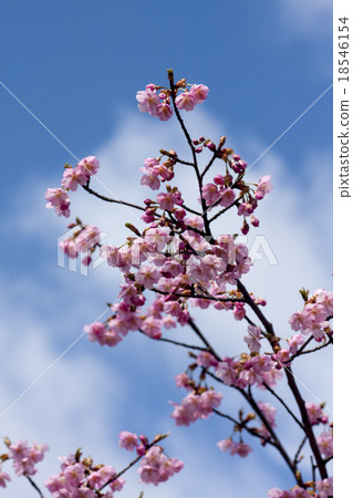 河津櫻花 河津櫻花 18546154