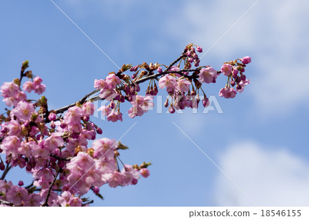河津櫻花 18546155