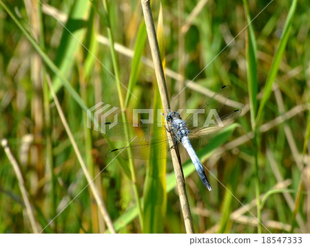 鹽卡拉通博 18547333