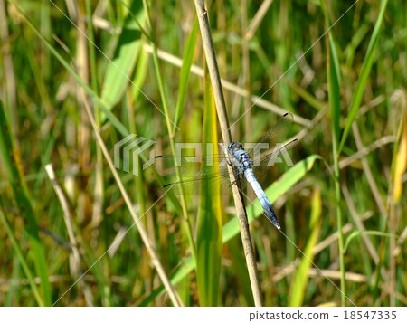 鹽卡拉通博 鹽卡拉通博 18547335