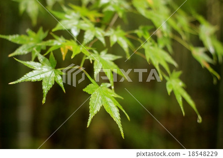Rainy blue momiji 18548229