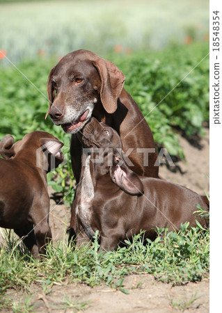 Amazing bitch playing with its puppies 18548354