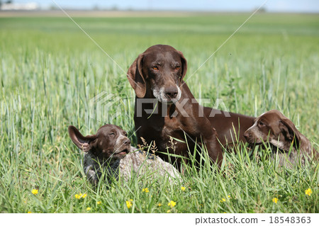 Beautiful German Shorthaired Pointer with puppies 18548363