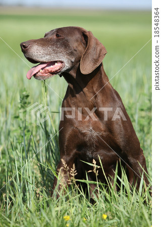 Beautiful bitch of German Shorthaired Pointer 18548364