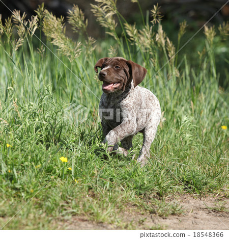 Puppy of German Shorthaired Pointer running 18548366