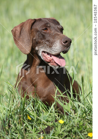 Beautiful bitch of German Shorthaired Pointer 18548367