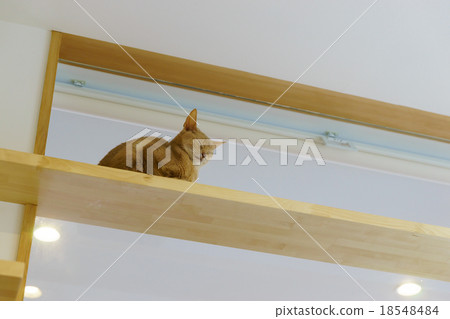 阿比西尼亞人 阿比西尼亞人 18548484