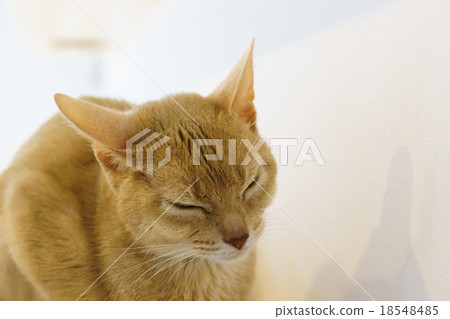 阿比西尼亞人 阿比西尼亞人 18548485