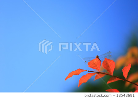 秋葉和紅色蜻蜓 18548691