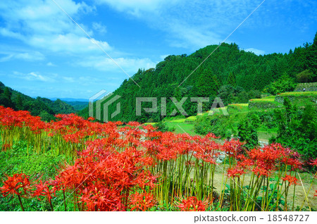 Melted rice terrace 18548727