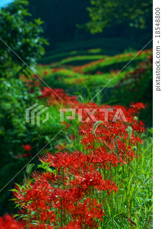 Melted rice terrace 18548800
