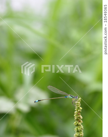 pin size dragonfly on green grass flower pin size dragonfly on green grass flower 18549365