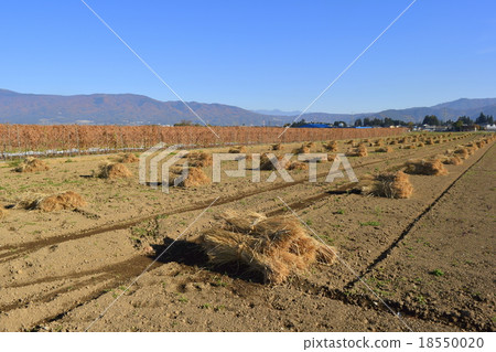 Field straw and mountains and potatoes 18550020