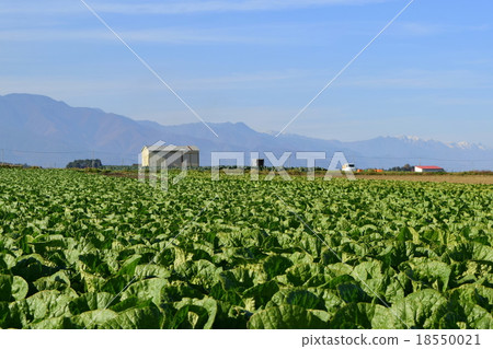 Mountains and cabbage fields 18550021