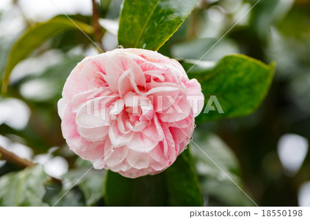 Flowers 18550198