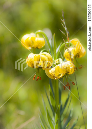 Pyrenean Lily Pyrenean Lily 18550665