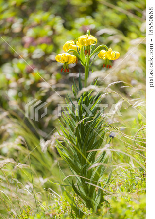 Pyrenean Lily Pyrenean Lily 18550668