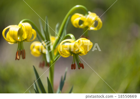 Pyrenean Lily 18550669
