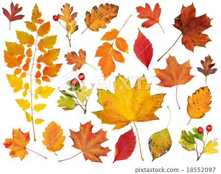 autumn leaves collection, object set isolated  18552097