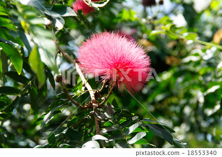 Flower of the Rhododendron Flower of the Rhododendron 18553340